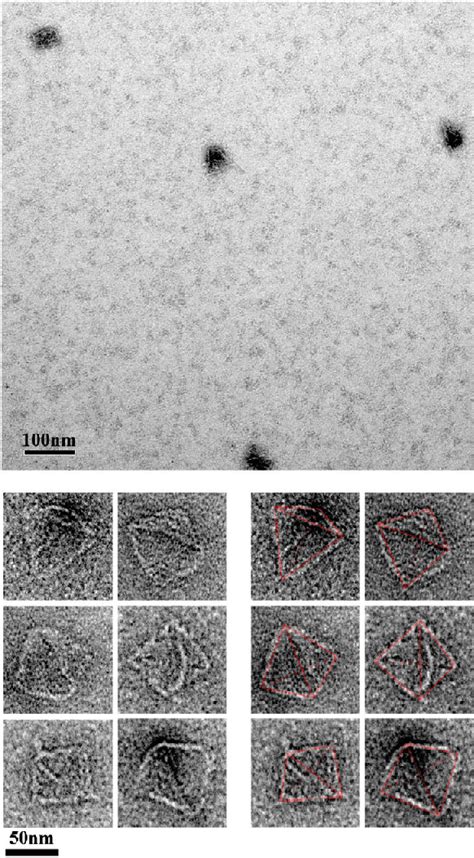 Figure 3 From Scaffolded Dna Origami Of A Dna Tetrahedron Molecular Container Semantic Scholar