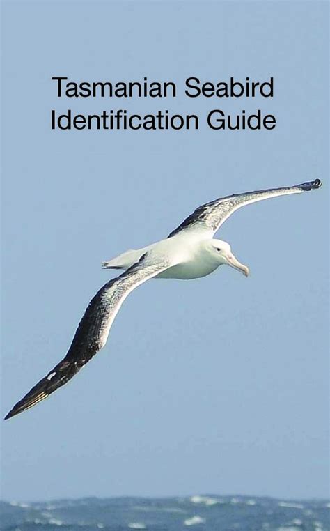 Pdf Tasmanian Seabird Identification Guide Birdlife · Tasmanian