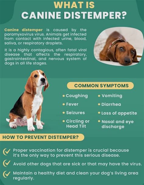 What is canine distemper?