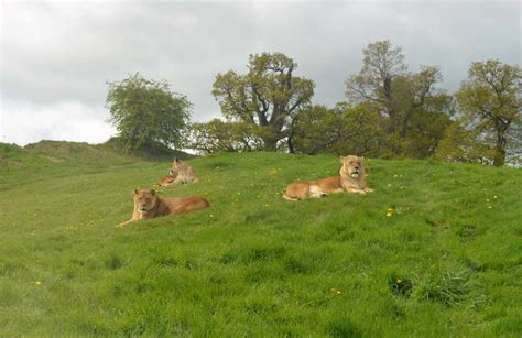 Woburn Safari Park Review | Welsh Mum of One