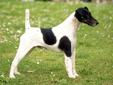 Fox Terrier à Poil Lisse Terriers De Grande Et Moyenne Taille Uk