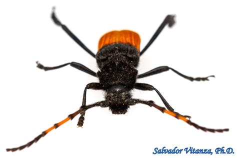 Coleoptera-Cerambycidae-Tragidion deceptum-Longhorn Beetles FEMALE (C