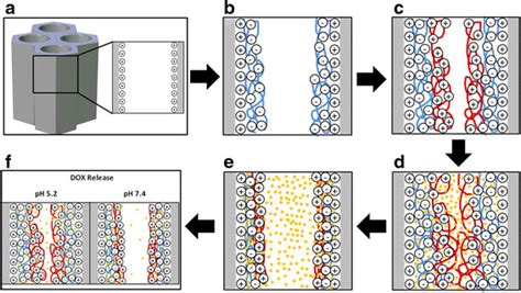 Schematic Representation Of The Polyelectrolyte Layer By Layer Download Scientific Diagram