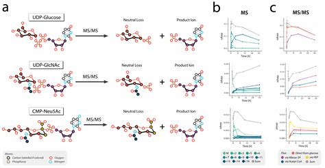 Cells Free Full Text Isotopic Tracing Of Nucleotide Sugar Metabolism In Human Pluripotent