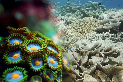 2 major causes of coral reef bleaching - Leakshare