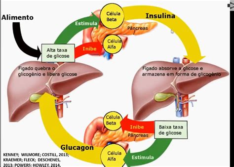 Para Serem Absorvidos Pelas C Lulas Do Intestino Humano Sololearn