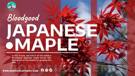 Bloodgood Japanese Maple | Bonsai Care Sheet | Species Info