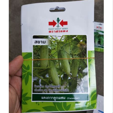 Original AAA Premium Grade Benih Seeds Timun Batang Cucumber PANAH