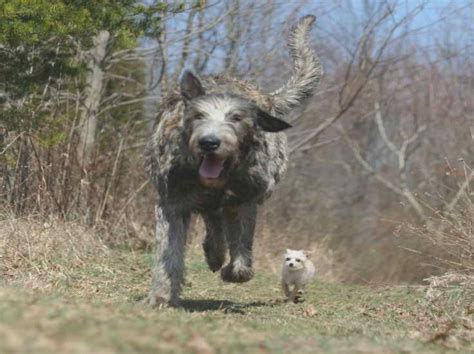 Irish Wolfhound Great Dane Mix Puppies For Sale | PETSIDI