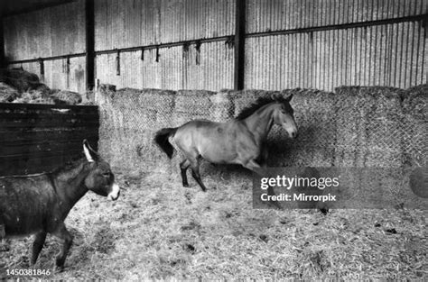 66 Arkle Racehorse Stock Photos, High-Res Pictures, and Images - Getty ...