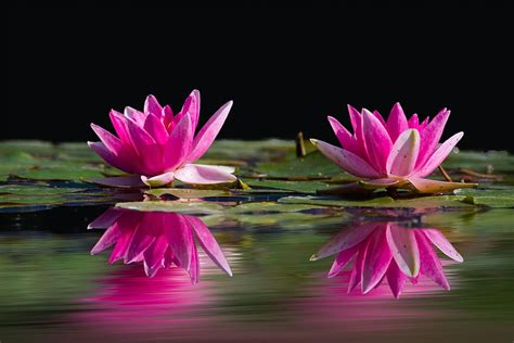 Hd Wallpaper Two Lotus Flowers Surrounded By Pods Above Water Aquatic