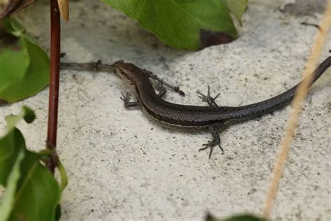 Common Garden Skink Fasci Garden