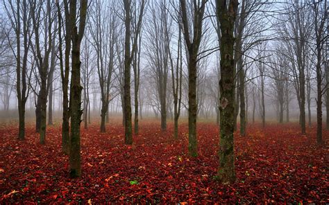 Dark #Autumn forest | Autumn scenery, Nature photos, Contemporary landscape