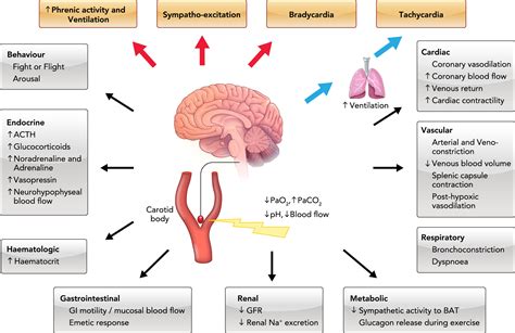 Carotid Body Chemoreceptors Physiology Pathology And Implications