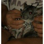 Корм для шиншилл Little One | отзывы