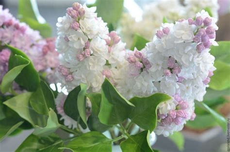 Planting Lilac Bushes And How To Grow Them • The Garden Glove