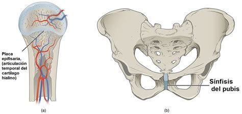 Articulaciones cartilaginosas dónde están función tipos