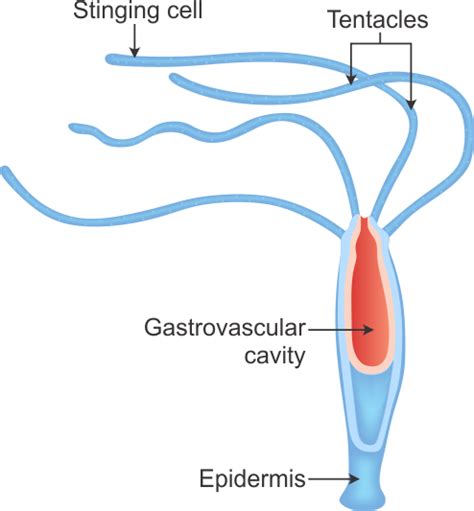 Diagram Of A Hydra