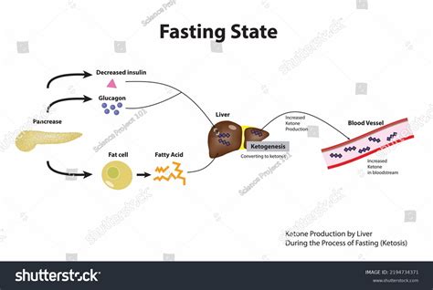 Ketogenesis