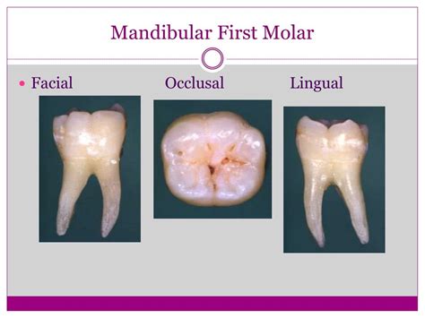 PPT Tooth Histology And Morphology PowerPoint Presentation Free