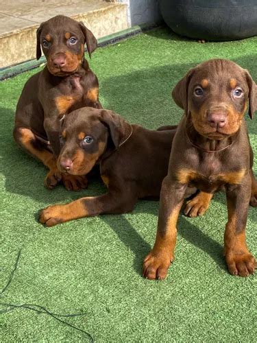 Cachorros Doberman Unica Camada Cuotas sin interés