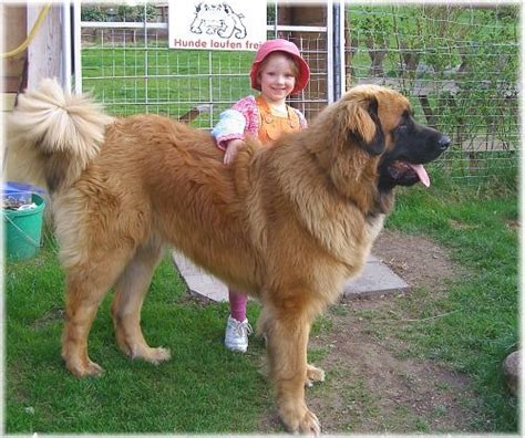 Leonberger Dog Info Puppies Temperament Care Training Pictures