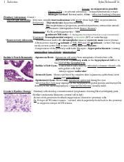 Endocrine Review 1 Docx 1 Endocrine Dylan Wolman M 14 Ectopic No