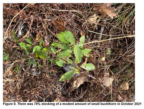 Development of an Operationally Feasible Buckthorn Control Method on a ...