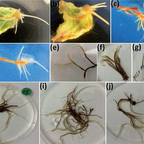 Hairy Roots Induction And Different Morphologies A D Hairy Root