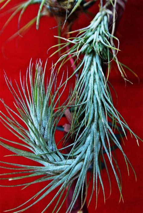 Tillandsia Funckiana Free Stock Photo Public Domain Pictures