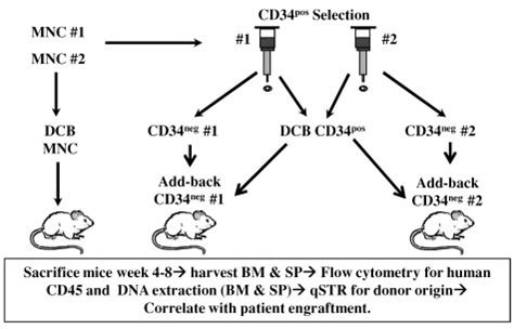 Methodology of murine experiments. NSG mice were sublethally irradiated ...