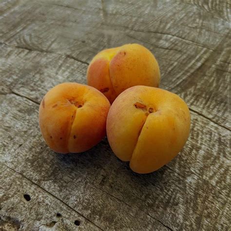 Blenheim Apricots Ugly Fruit The Cloverleaf Farm