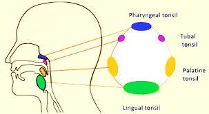 Waldeyer’s tonsillar ring