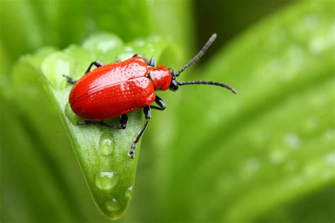 13 Common Garden Pests And How To Treat Them