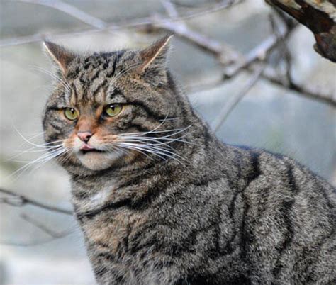 Scottish wildcat | species data, conservation - BigCatsWildCats