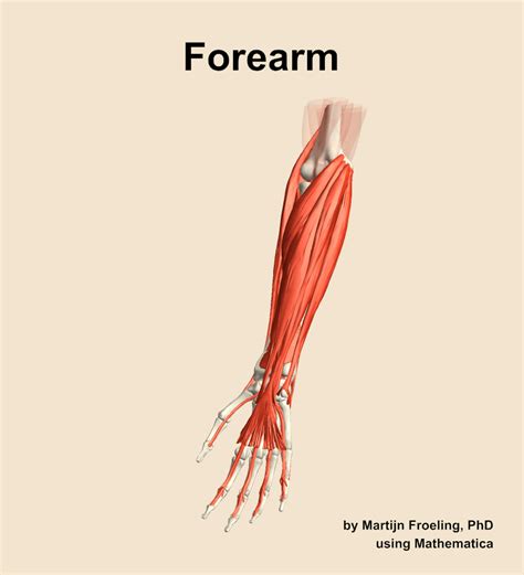 Muscles Of The Forearm