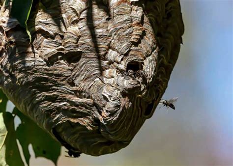 6 Types Of Wasp Nests Identification Photos 6 Things To Know The Buginator