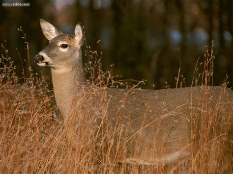 🔥 [120+] White Tailed Deer Wallpapers | WallpaperSafari