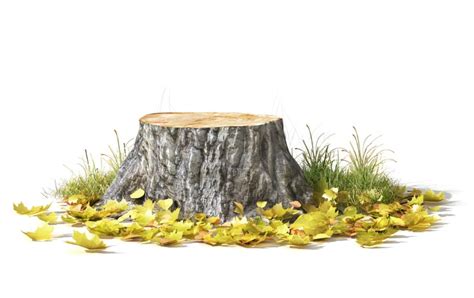 How To Get Rid Of Tree Stumps 6 Methods Tree Time Atlanta Tree Service