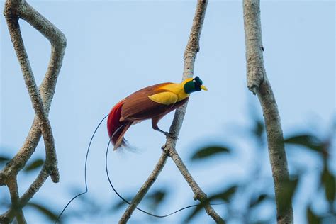 Where to Find Red Birds of Paradise in Raja Ampat | Papua Paradise