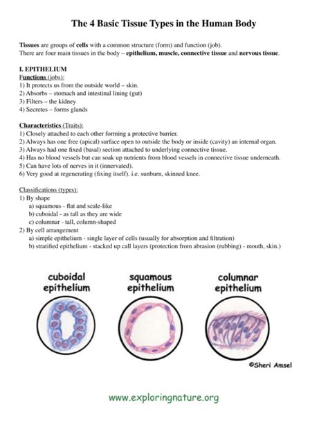 The 4 Basic Tissue Types In The Human Body