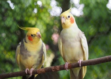 Best Pet Birds For Beginners The Ultimate Bird Owners Guide