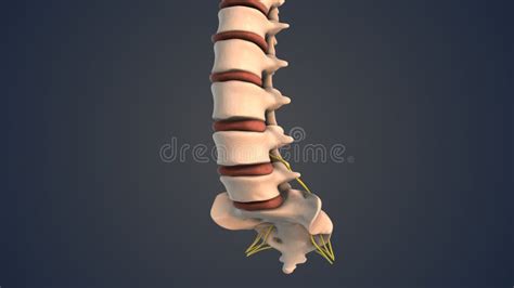 Herniated Disc of the Lumbar Spine Stock Image - Image of illness, health: 309064815