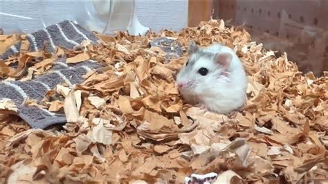 【ハムスター】時間を間違って早起きしたジャンガリアンハムスター【4k】djungarian Hamster Wakes Up Early At