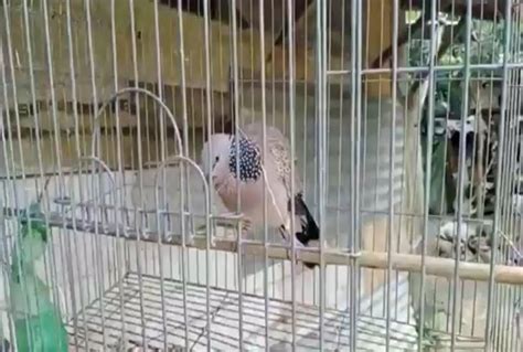 Mitos Burung Tekukur Salah Satunya Bisa Membawa Rezeki Kabar