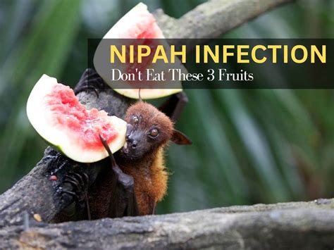 Nipah Virus 3 Fruits You Should Avoid Completely During The Outbreak