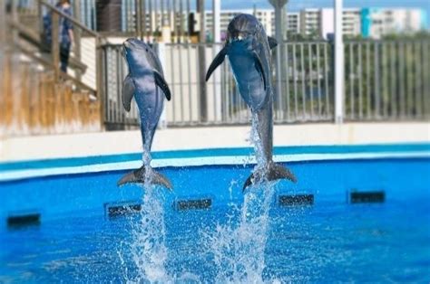 Gulfarium Marine Adventure Park - Destin/Fort Walton Beach Travel Guide