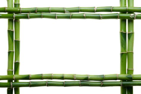 Bamboo Border Pictures Images And Stock Photos Istock