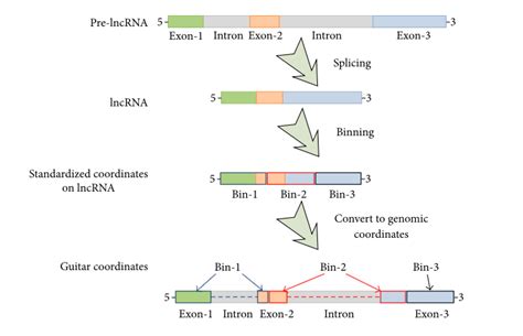 RNAseq reads 分别在3UTRCDS以及5UTR区域的分布plotprofile 知乎