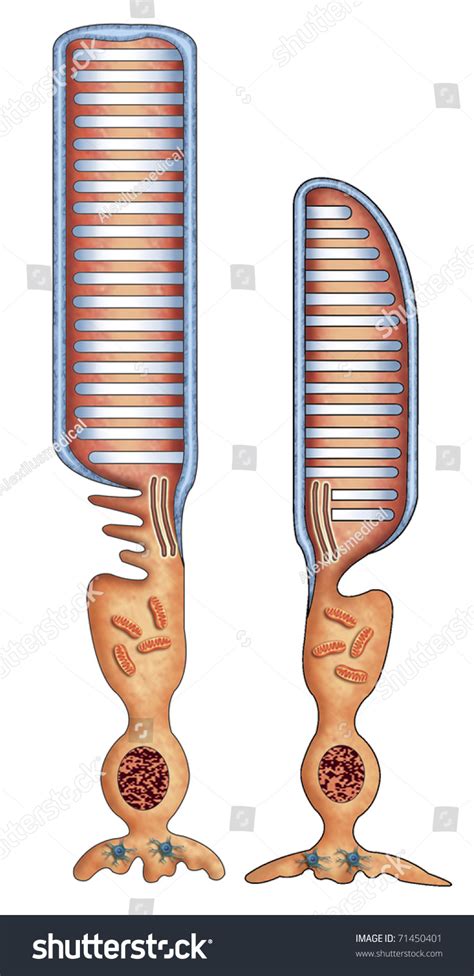 Illustration Her Retina Rod Cone Cells Stock Illustration